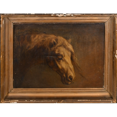 52 - Early 19th Century French School. Study of a Horse's Head, Oil on canvas, 15