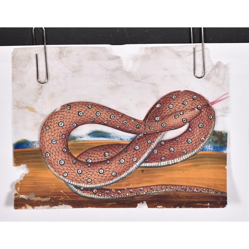 52 - 19th Century Indian School. Study of a Serpent, Watercolour on mica, unframed 4.25