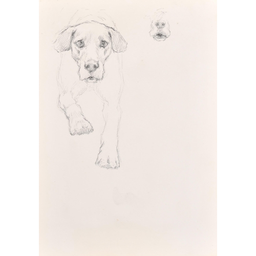 83 - Thomas Blinks (1860-1912) British. Head Studies of Hounds, Pencil, unframed 10