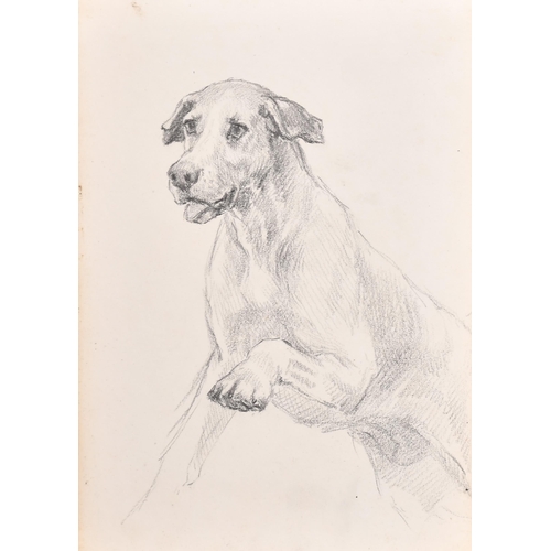 83 - Thomas Blinks (1860-1912) British. Head Studies of Hounds, Pencil, unframed 10