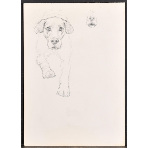 83 - Thomas Blinks (1860-1912) British. Head Studies of Hounds, Pencil, unframed 10