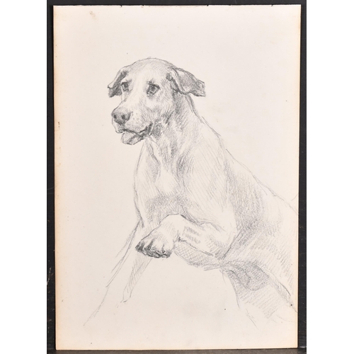 83 - Thomas Blinks (1860-1912) British. Head Studies of Hounds, Pencil, unframed 10