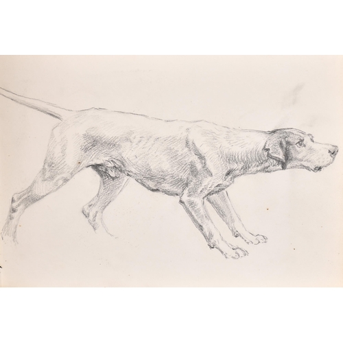 84 - Thomas Blinks (1860-1912) British. Study of a Setter, Pencil, unframed 7