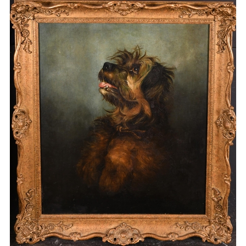 120 - Circle of George Earl (1828-1908) British. Head of a Terrier, Oil on canvas, 20