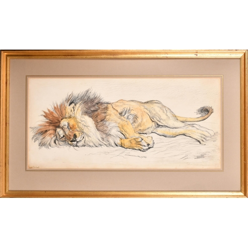 107 - Ernest Griset (1843-1907) French. Sleeping Lion, Watercolour and pencil, Signed, 13