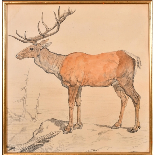 109 - Ernest Griset (1843-1907) French. A Stag, Watercolour and pencil, 20.5