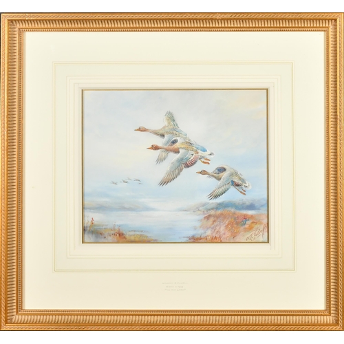 70 - William E Powell (1878-1955) British. A Set of Six Studies of Ducks in Flight, Watercolour, Signed, ... 
