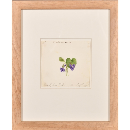 61 - 19th Century English School. A Set of Twelve Flower Studies, Watercolour, Each inscribed and dated, ... 