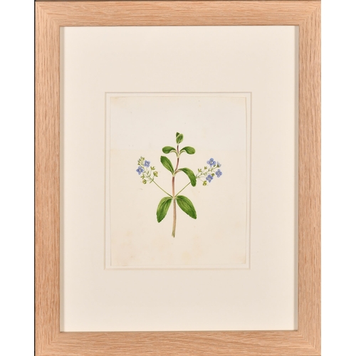 61 - 19th Century English School. A Set of Twelve Flower Studies, Watercolour, Each inscribed and dated, ... 