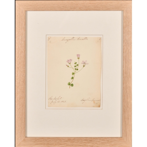 61 - 19th Century English School. A Set of Twelve Flower Studies, Watercolour, Each inscribed and dated, ... 