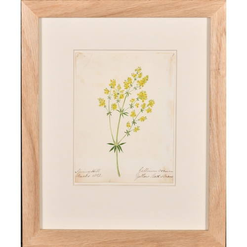 62 - 19th Century English School. A Set of Twelve Flower Studies, Watercolour, Each inscribed and dated, ... 