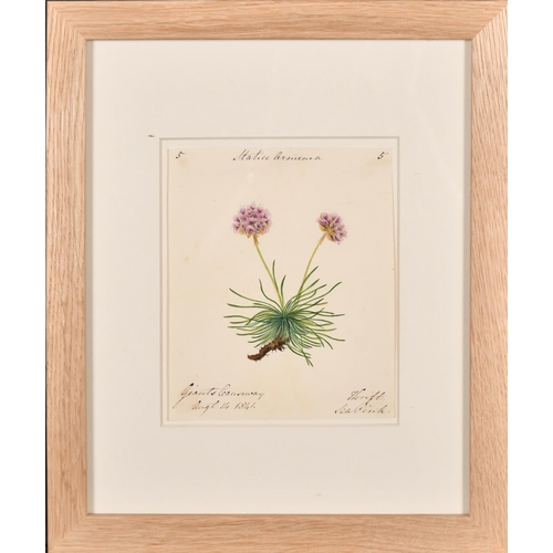 63 - 19th Century English School. A Set of Twelve Flower Studies, Watercolour, Each inscribed and dated, ... 