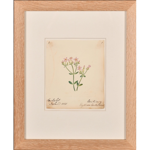 64 - 19th Century English School. A Set of Ten Flower Studies, Watercolour, Each inscribed and dated, all... 