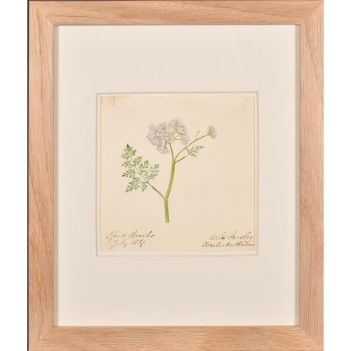 64 - 19th Century English School. A Set of Ten Flower Studies, Watercolour, Each inscribed and dated, all... 