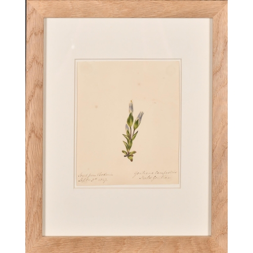 64 - 19th Century English School. A Set of Ten Flower Studies, Watercolour, Each inscribed and dated, all... 