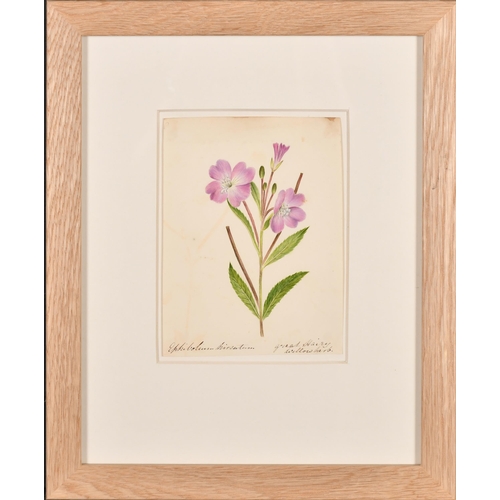 64 - 19th Century English School. A Set of Ten Flower Studies, Watercolour, Each inscribed and dated, all... 