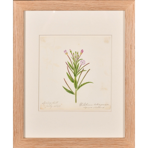 64 - 19th Century English School. A Set of Ten Flower Studies, Watercolour, Each inscribed and dated, all... 