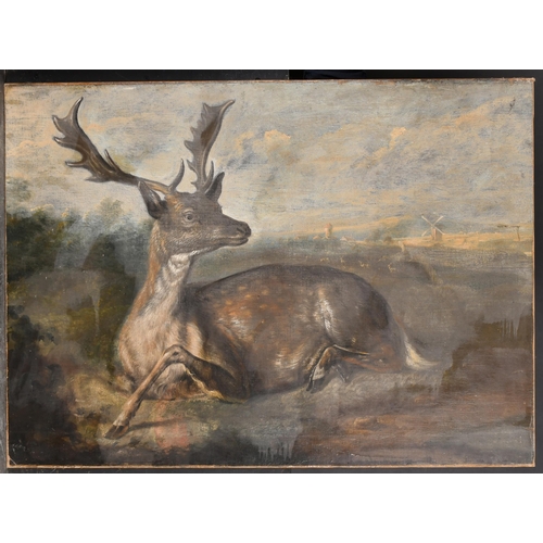 35 - Circle of Francis Barlow (1626-1704) British. A Resting Fallow Buck, Oil on canvas, unframed 25