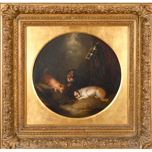 57 - Circle of George Armfield (1808-1893) British. Terriers in a Barn, Oil on canvas, Framed circular, 1... 