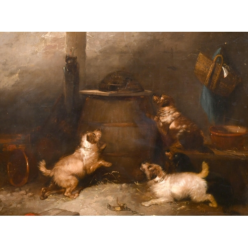 58 - Circle of George Armfield (1808-1893) British. Terriers in a Barn, Oil on canvas, 16