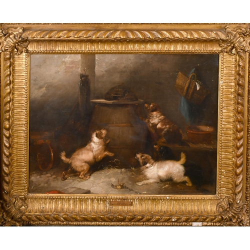 58 - Circle of George Armfield (1808-1893) British. Terriers in a Barn, Oil on canvas, 16