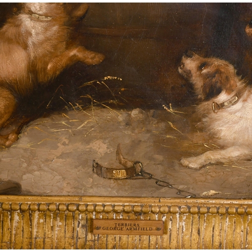 58 - Circle of George Armfield (1808-1893) British. Terriers in a Barn, Oil on canvas, 16