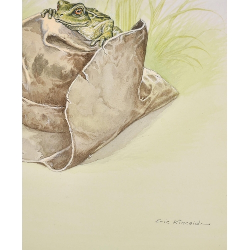 229 - Eric Kincaid (1931-2023) British. Frog on a Hat, Watercolour, Signed in pencil, and inscribed verso,... 