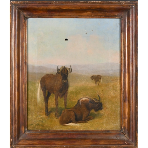 23 - Circle of Samuel Daniell (1775-1811) British. Wildebeest on Grassland, Oil on canvas, 14' x 12' (35.... 