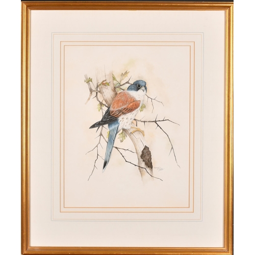 247 - Steve P Shotter (20th-21st Century) British. 'Kestrel', Watercolour, Signed and inscribed in pencil,... 