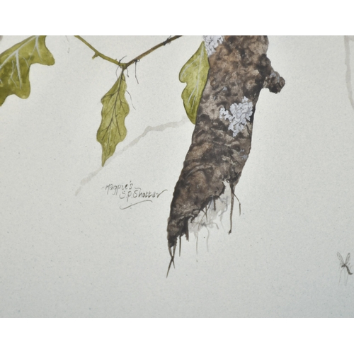 247 - Steve P Shotter (20th-21st Century) British. 'Kestrel', Watercolour, Signed and inscribed in pencil,... 