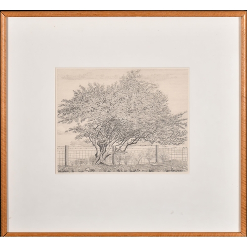 257 - Michael Williams (1936-) British. 'The Hawthorn', Pencil, Signed with initials, and inscribed on a l... 