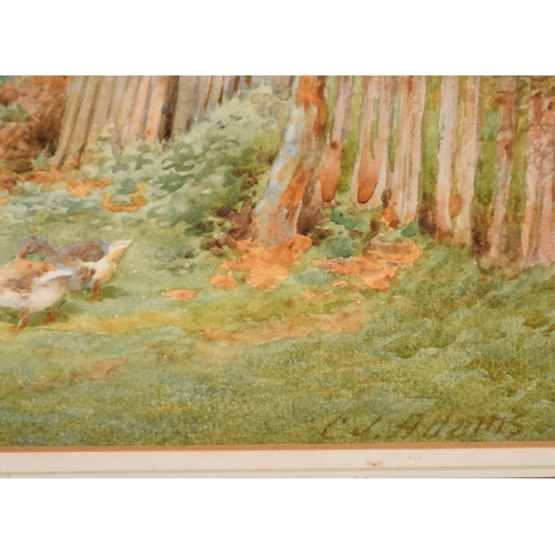 77 - Charles James Adams (1859-1931) British. Geese in a Country Lane, Watercolour, Signed, 10.5' x 14.75... 