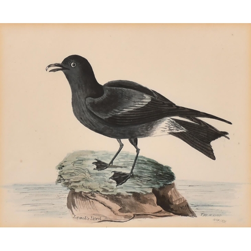 104 - Thomas W King (fl.1830-1840) British. A Gull on a Beach, Watercolour, Signed and dated 'Dec 1810, 5.... 