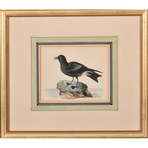 104 - Thomas W King (fl.1830-1840) British. A Gull on a Beach, Watercolour, Signed and dated 'Dec 1810, 5.... 