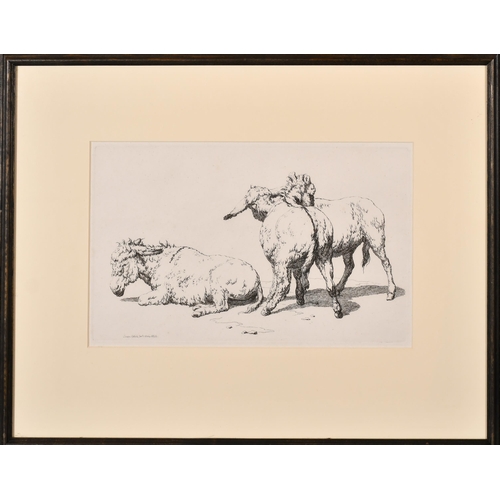 34 - Robert Hills (1769-1844) British. 'Curly Donkeys', Etching, Inscribed on a label verso, 7.25