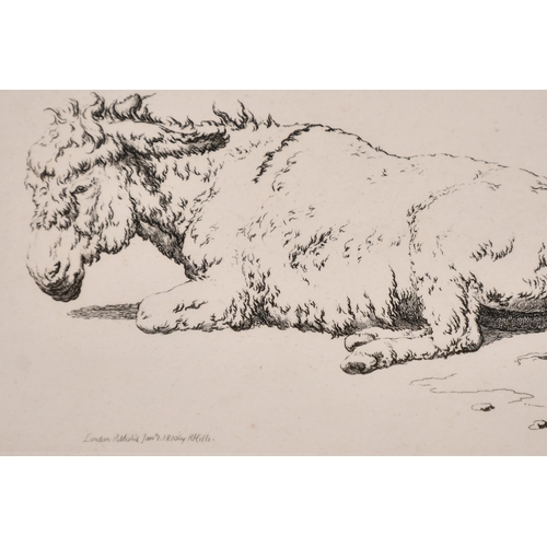 34 - Robert Hills (1769-1844) British. 'Curly Donkeys', Etching, Inscribed on a label verso, 7.25