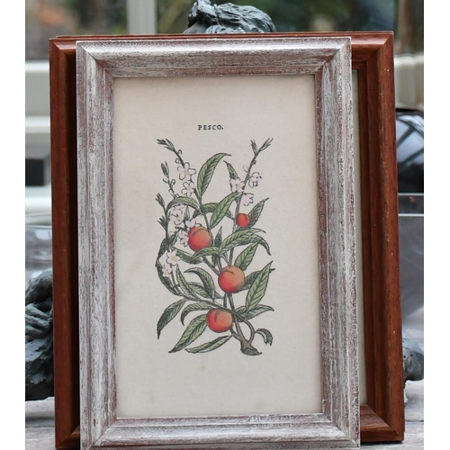 397 - Four prints depicting species of apples and pears in gilt frames and others with various fruit and p... 