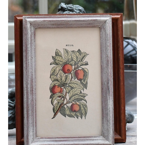 397 - Four prints depicting species of apples and pears in gilt frames and others with various fruit and p... 