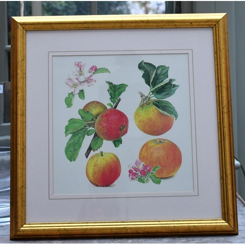 397 - Four prints depicting species of apples and pears in gilt frames and others with various fruit and p... 