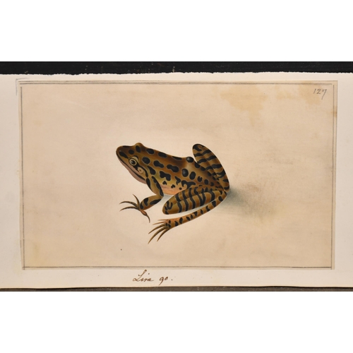 9 - 19th Century European School. Study of a Frog, Watercolour, Numbered 127 in pencil, unframed 3.6