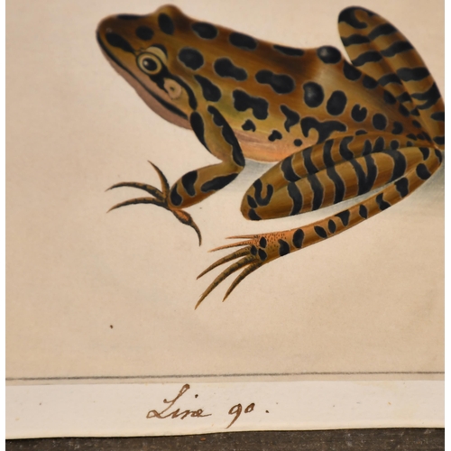 9 - 19th Century European School. Study of a Frog, Watercolour, Numbered 127 in pencil, unframed 3.6