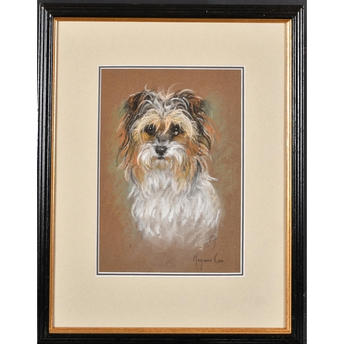 89 - Marjorie Cox (1915-2003) British. Head of a Terrier, Pastel, Signed, 13