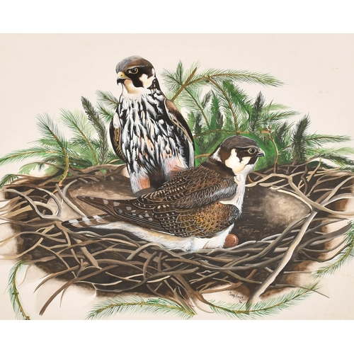 127 - Tony Ladd (20th-21st Century) British. Peregrine Falcons Nesting, Watercolour and ink, Signed and da... 