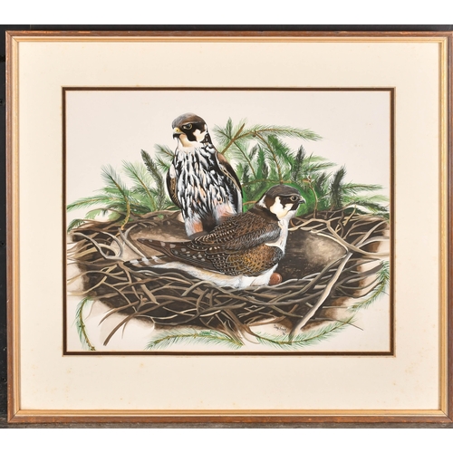 127 - Tony Ladd (20th-21st Century) British. Peregrine Falcons Nesting, Watercolour and ink, Signed and da... 