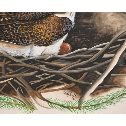 127 - Tony Ladd (20th-21st Century) British. Peregrine Falcons Nesting, Watercolour and ink, Signed and da... 