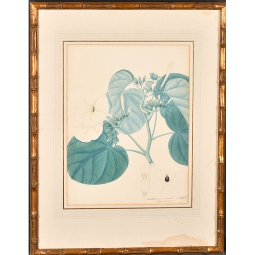 23 - 19th Century Calcutta (Indian) School. 