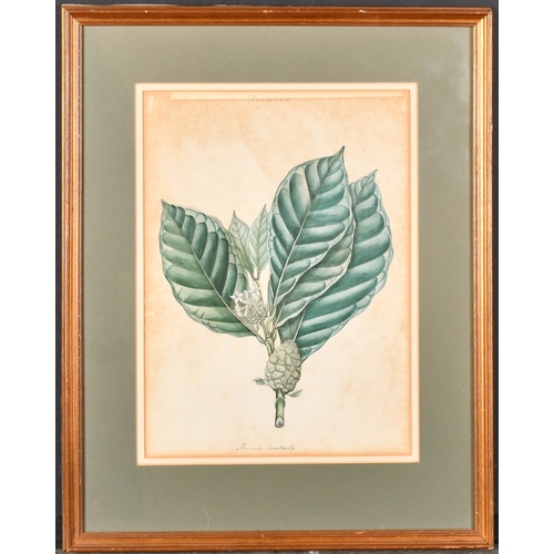 24 - 19th Century Calcutta (Indian) School. 