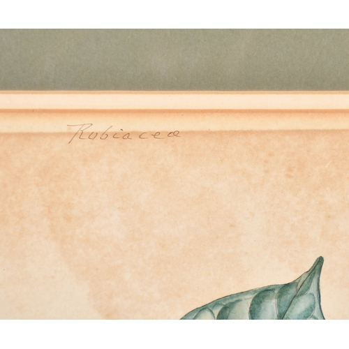 24 - 19th Century Calcutta (Indian) School. 