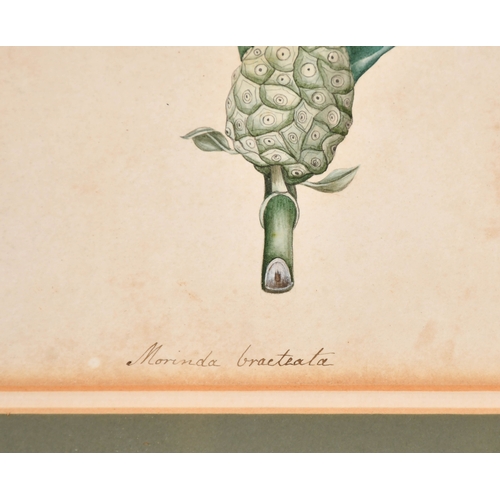 24 - 19th Century Calcutta (Indian) School. 