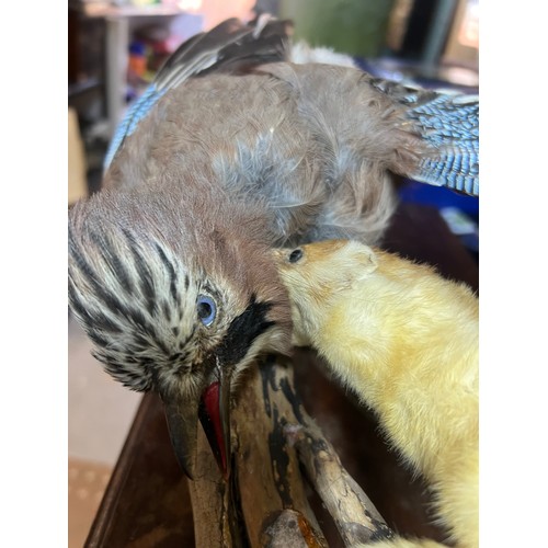 476B - taxidermy stoat attacking a blue jay